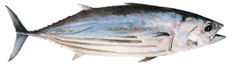 Skipjack