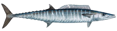 Wahoo