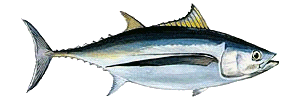 Yellowfin Tuna