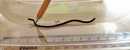 Brahminy Blind Snake