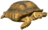 tortoise