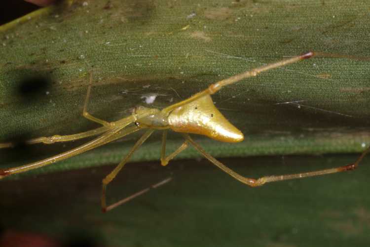 Golden Sail Spider argyrodes mellissii