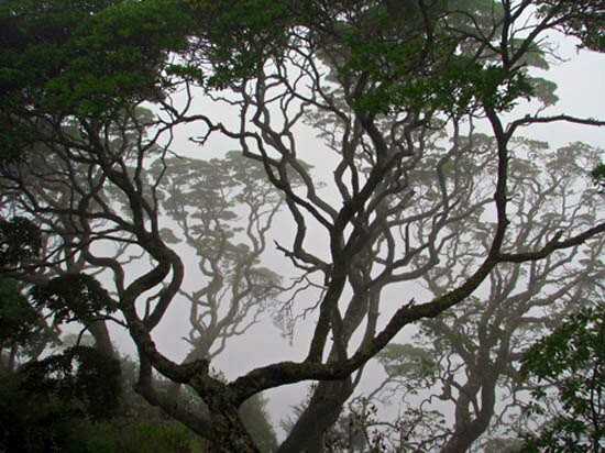 Gumwoods, at Peak Dale