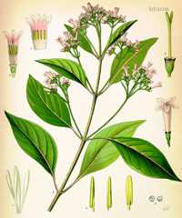 cinchona officinalis