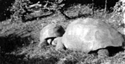 Jonathan and companion,1914