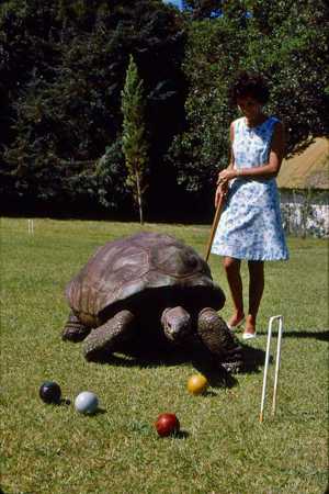Jonathan playing croquet, 1969