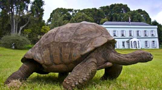 Jonathan the tortoise at Plantation House