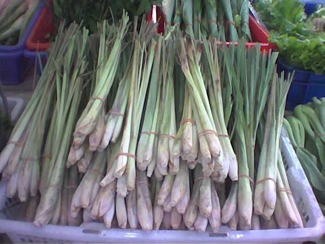 Lemon Grass Cymbopogon citratus
