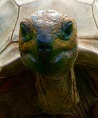 Tortoise: Myrtle