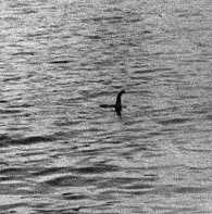 Sea Serpents