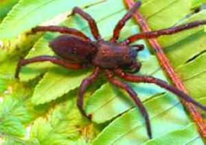 Peaks Burrowing Spider