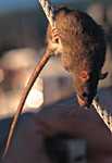 Rat