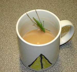 Grasshoppers are harmless, but will steal your tea ☺