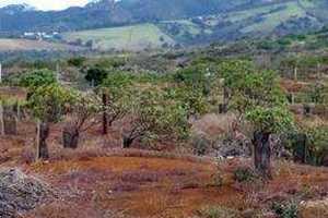 UNIQUE BIODIVERSITY: The newly planted millennium wood on St Helena.