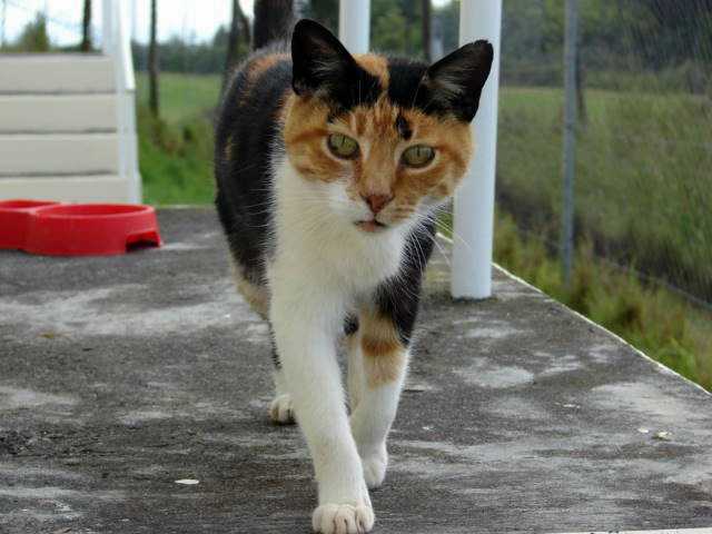 Teabag, the Radio St Helena cat, in April 2009