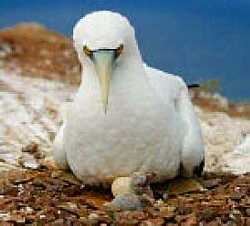 Masked Booby