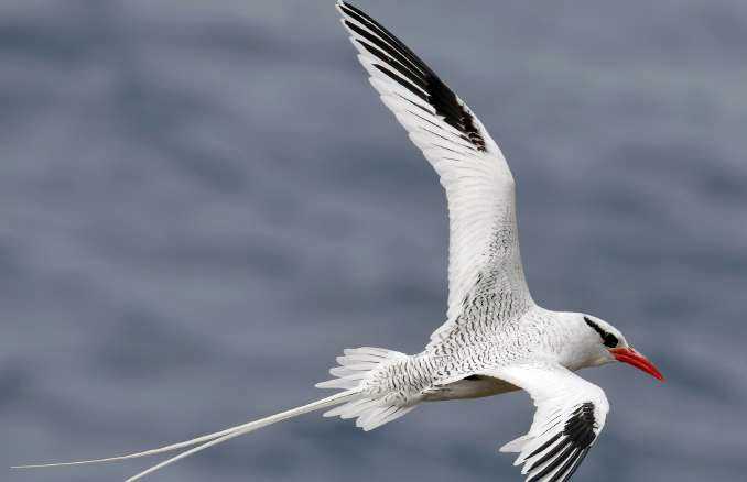 Tropic/Trophy Bird