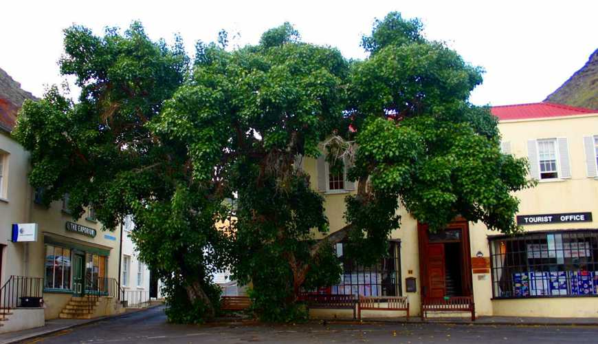 The enslaved were sold under The Trees