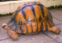 Tortoise: Speedy