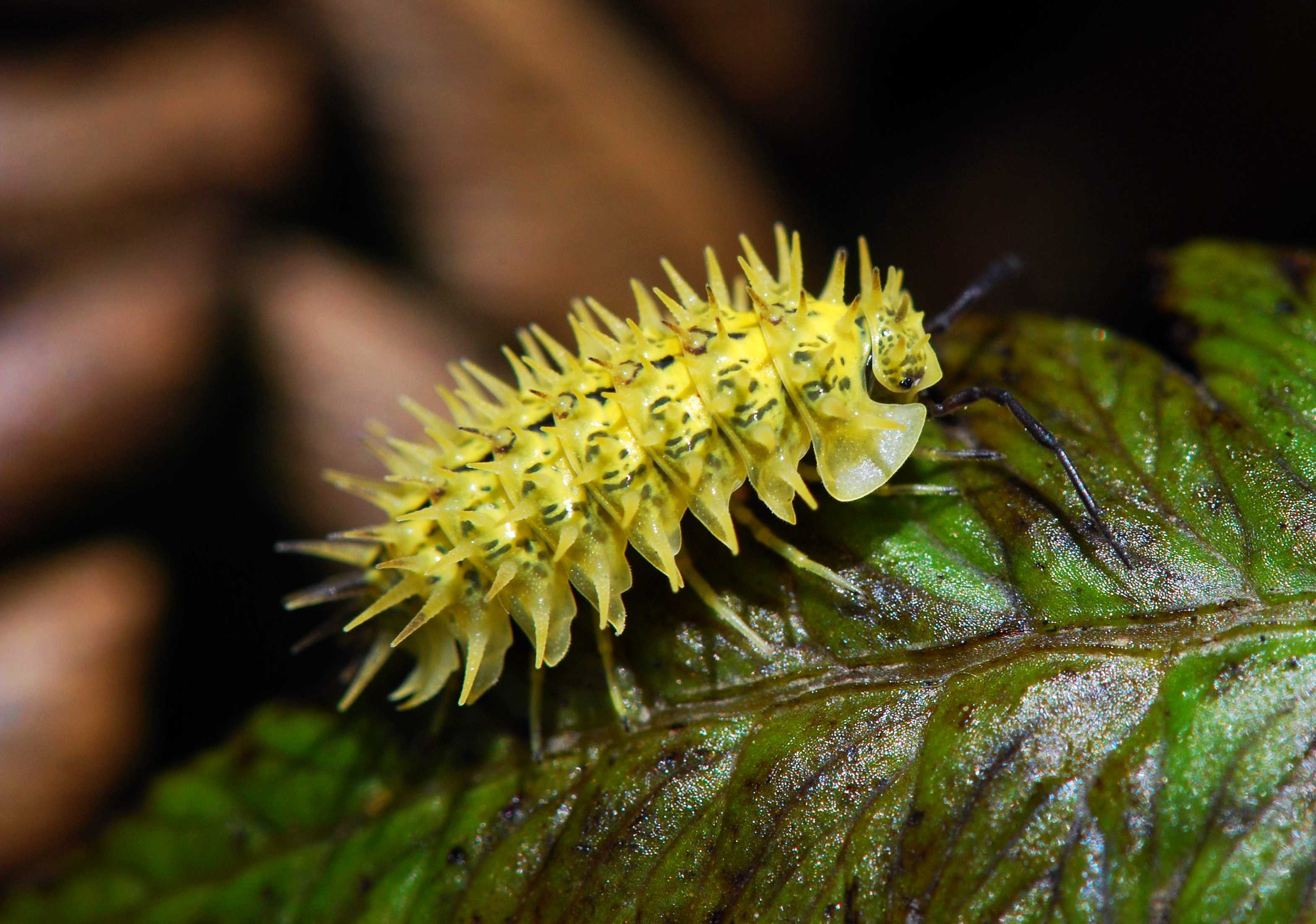 Spiky yellow woodlouse