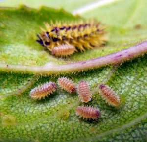 Spiky Yellow Woodlousewith babies!