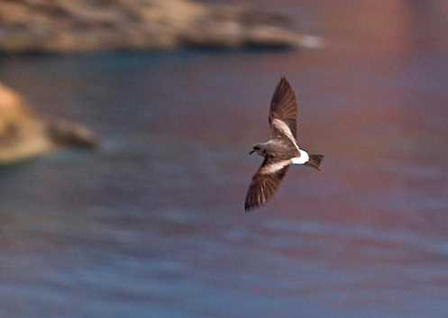 Storm Petrel