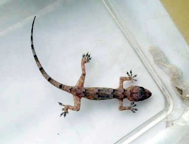 Stowaway gecko