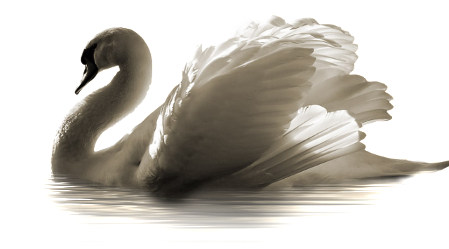 Swan @@E@@