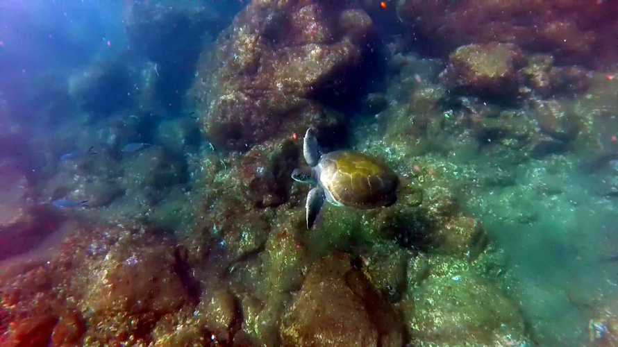 Green Turtle