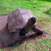 Tortoise: David