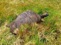 Tortoise: Frederik[a]