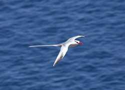 Trophy/Tropic Bird