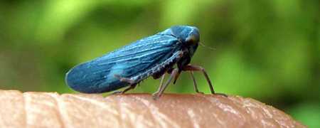 Vibrant Blue Leafhopper