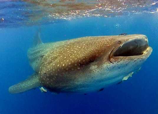 Whale Sharks