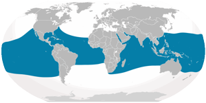Global range