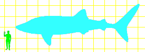 Whale Shark / Human comparison