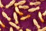 White Ants