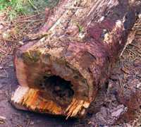 Tree destroyed