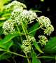 Whiteweed