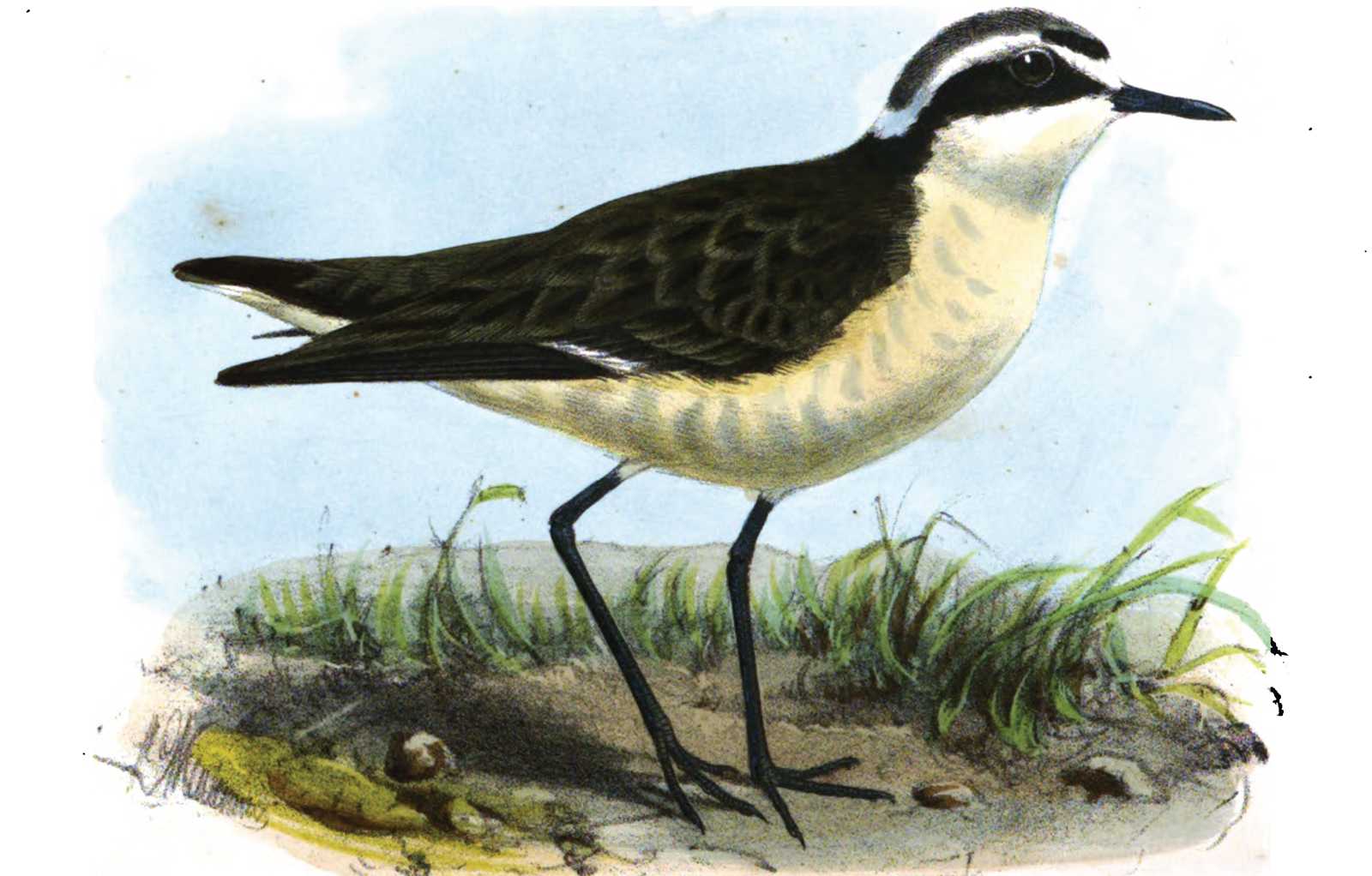 Page Image