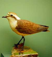 Wirebird, Mike Stripp