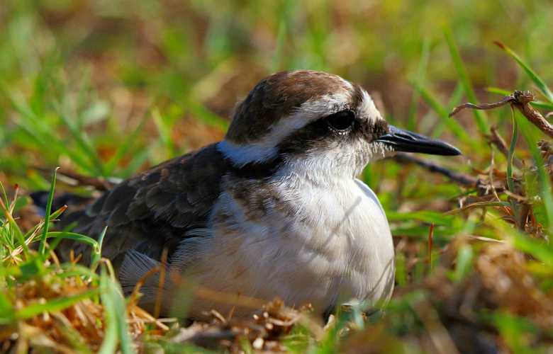 Wirebird